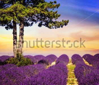 Природа - 55 | Wall-Style