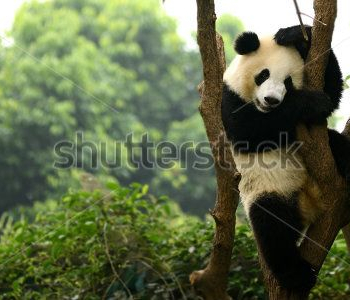 Животные - 18 | Wall-Style