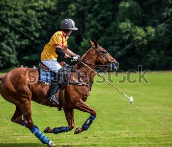 Спорт - 347 | Wall-Style