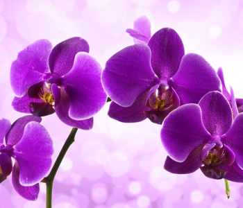 Цветы и растения - 120 | Wall-Style