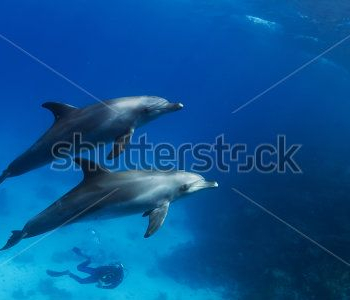 Животные - 33 | Wall-Style