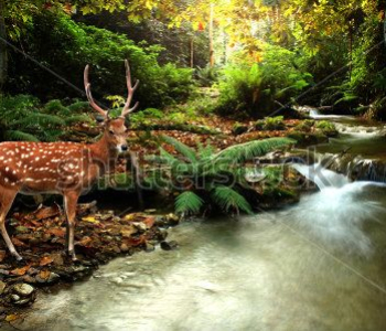 Животные - 273 | Wall-Style