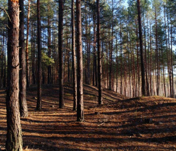 Природа - 55 | Wall-Style