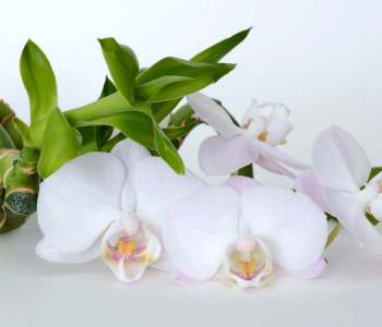 Цветы и растения - 163 | Wall-Style