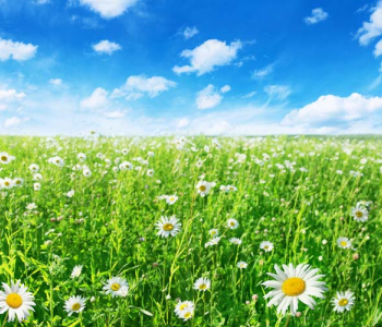 Цветы и растения - 23 | Wall-Style