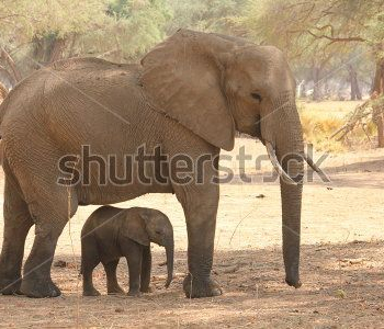 Животные - 82 | Wall-Style