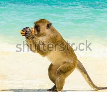 Животные - 19 | Wall-Style