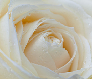 Цветы и растения - 53 | Wall-Style