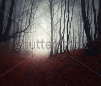 Природа - 561 | Wall-Style