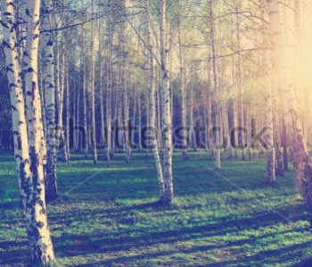 Природа - 698 | Wall-Style