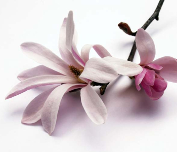 Цветы и растения - 49 | Wall-Style