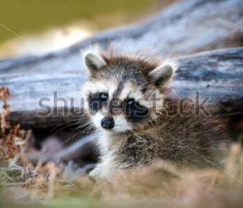 Животные - 391 | Wall-Style