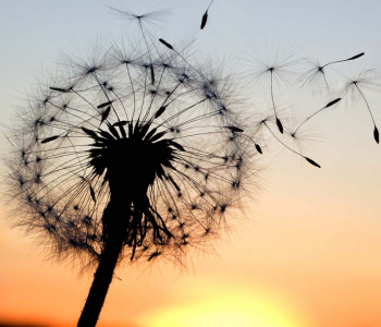 Цветы и растения - 63 | Wall-Style