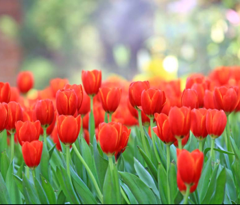 Цветы и растения - 14 | Wall-Style