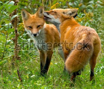 Животные - 200 | Wall-Style