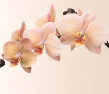 Цветы и растения - 5 | Wall-Style