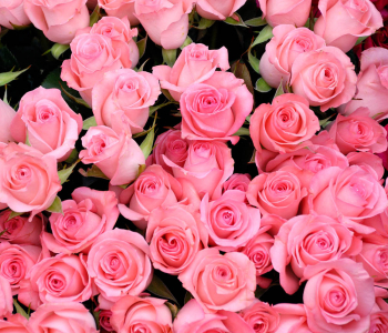 Цветы и растения - 122 | Wall-Style