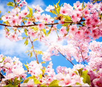 Цветы и растения - 46 | Wall-Style