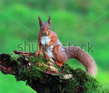 Животные - 202 | Wall-Style