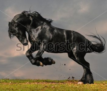 Животные - 91 | Wall-Style