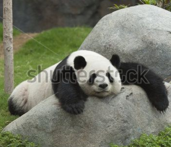 Животные - 23 | Wall-Style