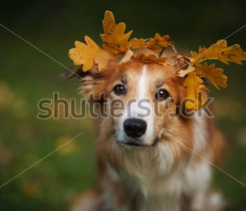 Животные - 21 | Wall-Style