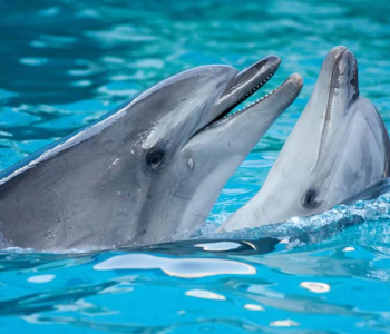 Животные - 52 | Wall-Style