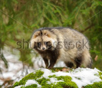 Животные - 211 | Wall-Style