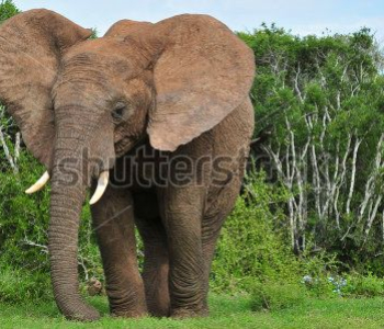 Животные - 64 | Wall-Style