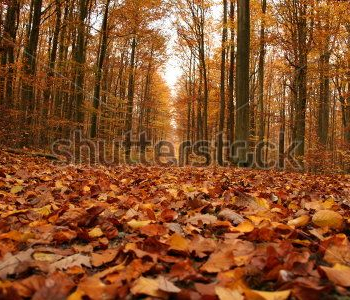 Природа - 156 | Wall-Style