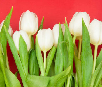 Цветы и растения - 126 | Wall-Style