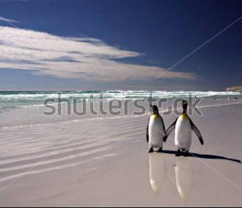 Животные - 269 | Wall-Style