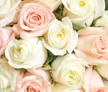 Цветы и растения - 56 | Wall-Style