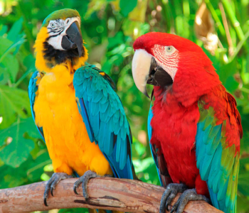 Животные - 35 | Wall-Style