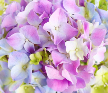 Цветы и растения - 17 | Wall-Style