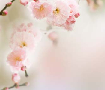 Цветы и растения - 69 | Wall-Style