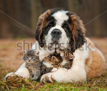 Животные - 23 | Wall-Style