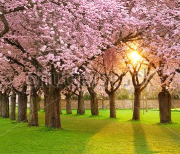 Природа - 552 | Wall-Style