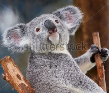 Животные - 21 | Wall-Style