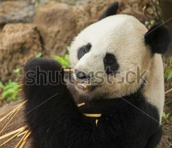 Животные - 21 | Wall-Style