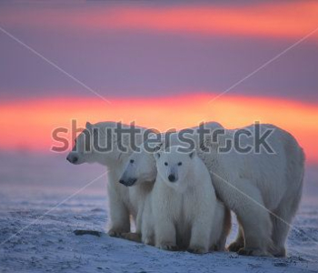 Животные - 16 | Wall-Style