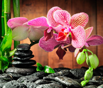 Цветы и растения - 112 | Wall-Style