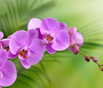 Цветы и растения - 168 | Wall-Style