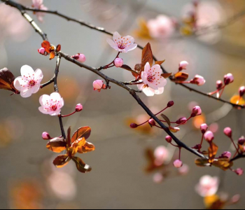 Цветы и растения - 55 | Wall-Style