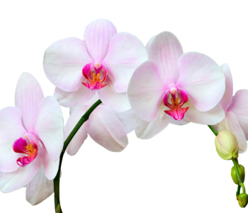 Цветы и растения - 200 | Wall-Style