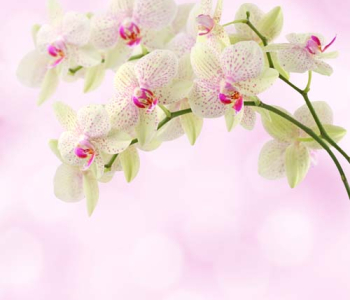 Цветы и растения - 102 | Wall-Style