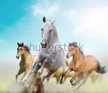 Животные - 73 | Wall-Style