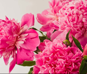 Цветы и растения - 208 | Wall-Style