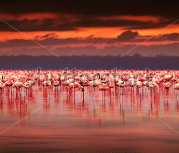 Животные - 84 | Wall-Style