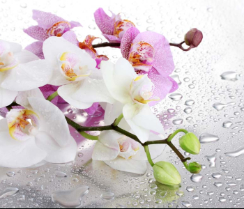 Цветы и растения - 123 | Wall-Style